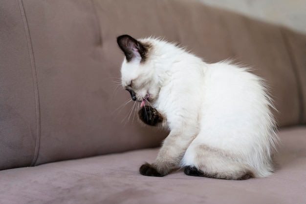 Free photo cute cat licking its paw