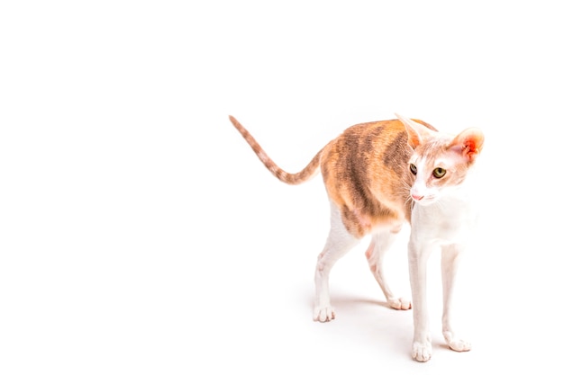 Free photo cute cornish rex cat standing against white backdrop