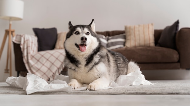 Free Photo cute dog making a mess with toilet paper