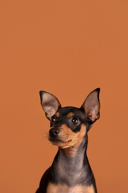 Cute dog portrait in a studio