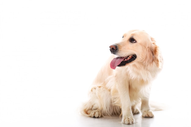 Free Photo cute golden retriever