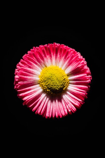 Cute pink flower on black