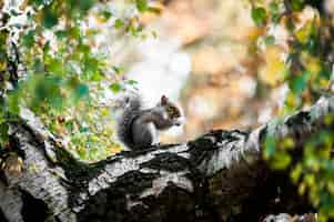 Free photo cute squirrel sitting on the mossy tree trunk with blurred background