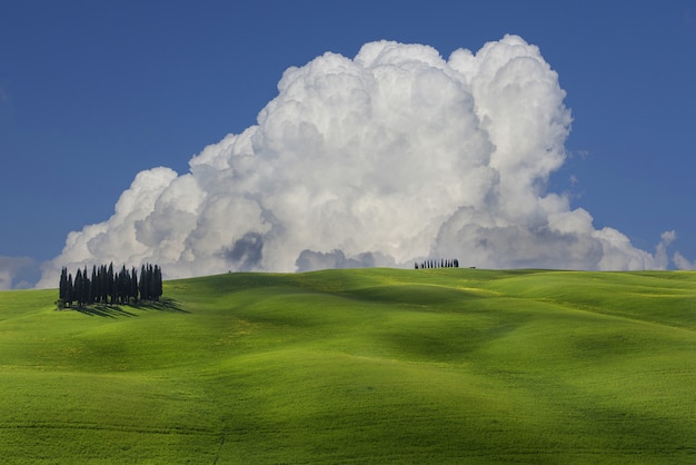 Free Photo cypresses in a field