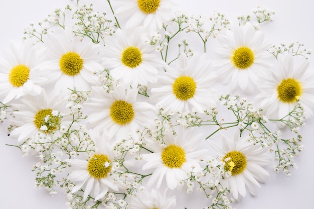 Free photo daisies and baby's breath flowers mixed over a white background