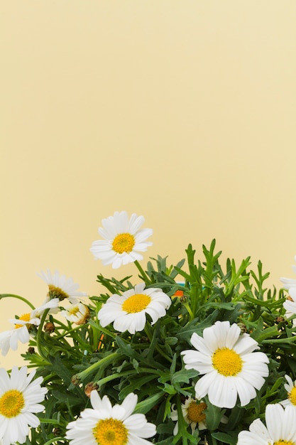 Free photo daisies bouquet