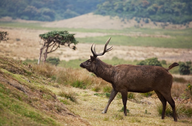 Free photo deer