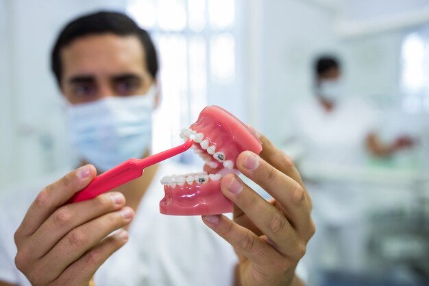 Dentist cleaning dental jaw model with a toothbrush