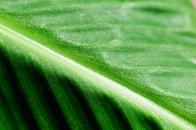 Free photo detail of a green leaf