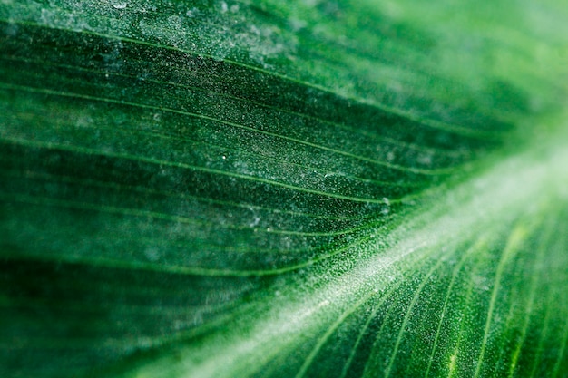 Free photo detail of a green leaf