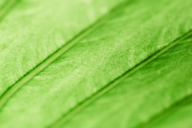 Free photo detail of a green leaf