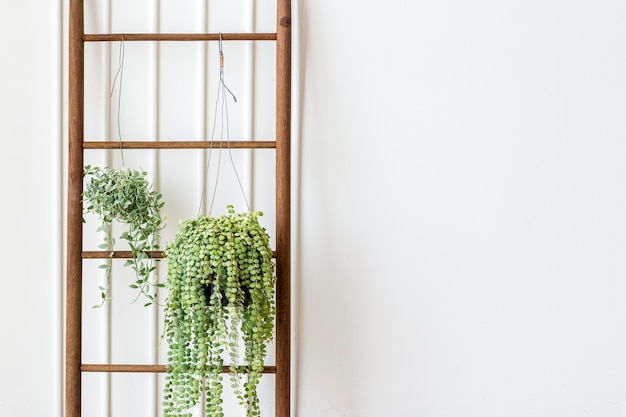 Free photo dischidia oiantha white diamond plants hanging on a wooden ladder