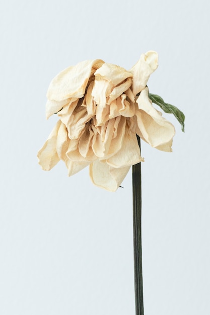 Free photo dried white flower on a white background