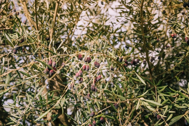 Foto gratuita olive nere secche sui rami dell'albero