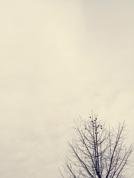 Free photo dry branches of tree with cloudy sky