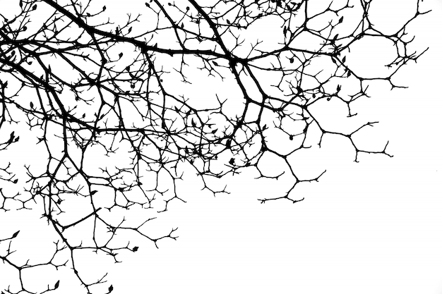 Free photo dry branches of a tree