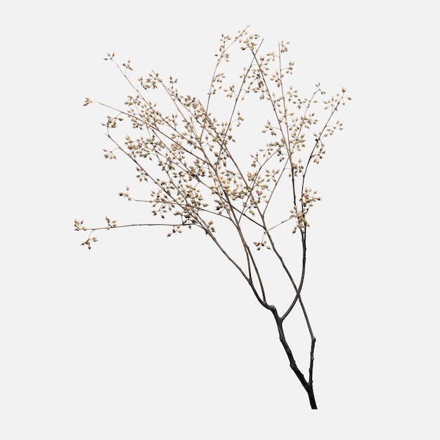 Free photo dry flower branch on off white