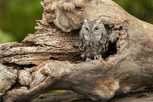 Free Photo eastern screech owl on an old tree under the sunlight