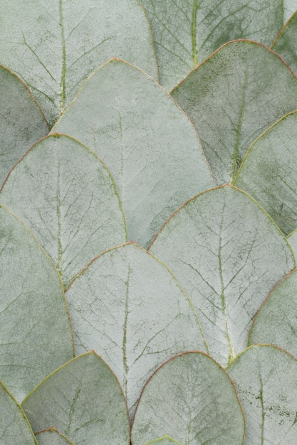 Free photo elegant eucalyptus background