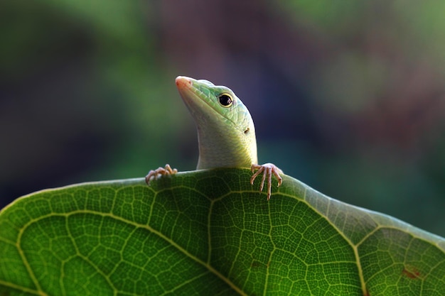 Free photo emerald tree skink on dry leaves reptile closeup