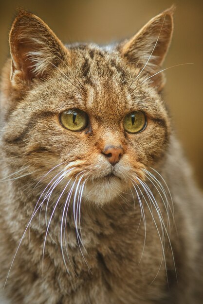 European wildcat in beautiful nature habitat Very rare and endangered animal Felis silvestris Wild eurasian animals European wildlife Wildcats