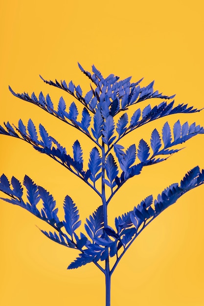 Exotic blue plant with yellow background