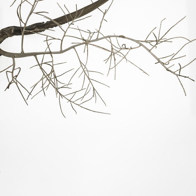 Free photo fall tree branch on white surface