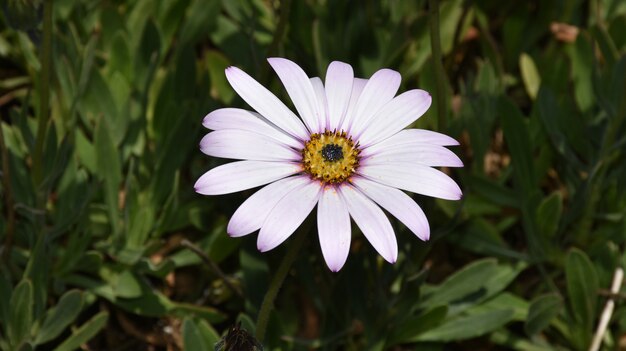 Fantastic light purple aster flower blooming in a garden.