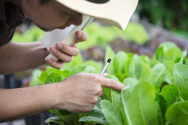 Free Photo farm man working in his organic lettuce garden 