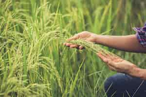 Free photo the farmer holds rice in hand.