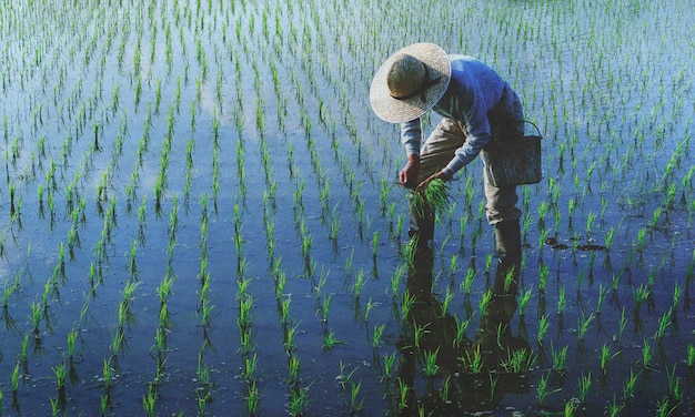 Free photo farmer planting rices in the field