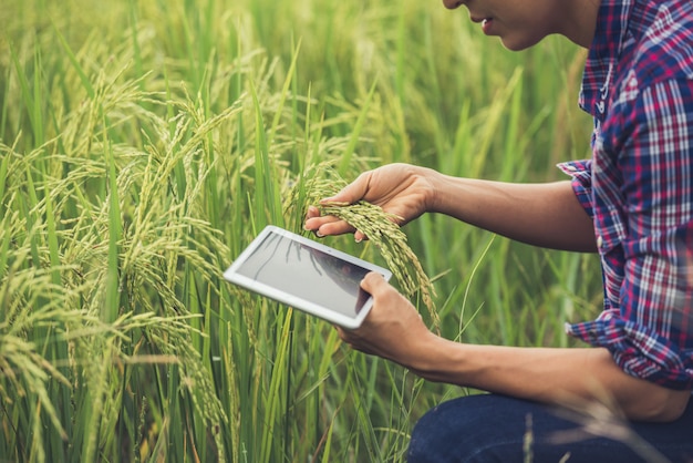 Free photo farmer standing in a rice field with a tablet.