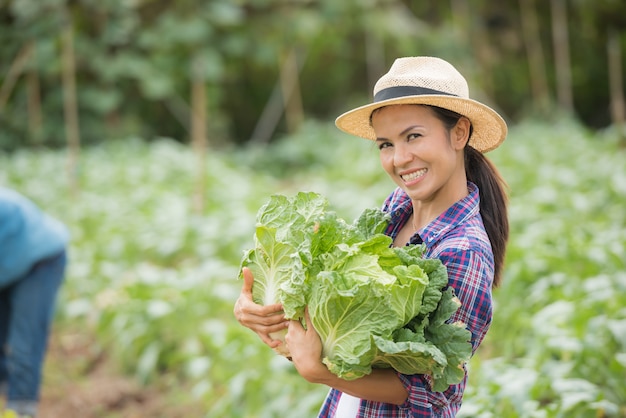 Free photo farmers are working in chinese cabbage farm