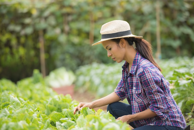 Free photo farmers are working in chinese cabbage farm