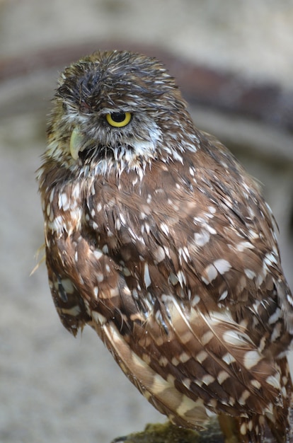 Free Photo feathers ruffled on a small burrowing owl.