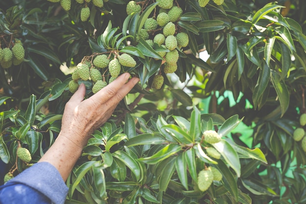 Foto gratuita gli agricoltori femminili controllano il litchi nel giardino.