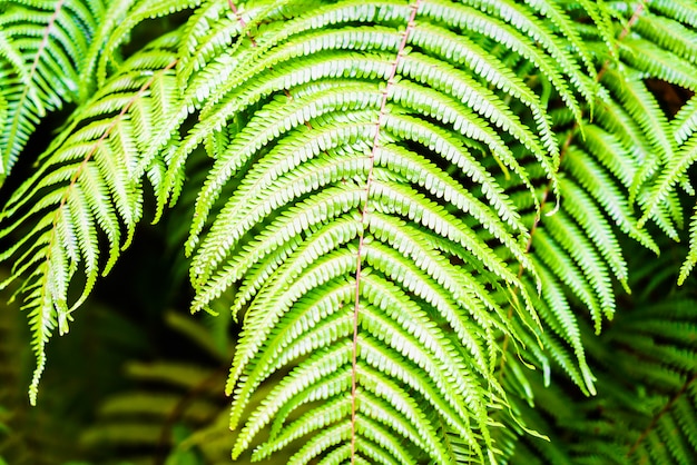 Free Photo fern leaf 