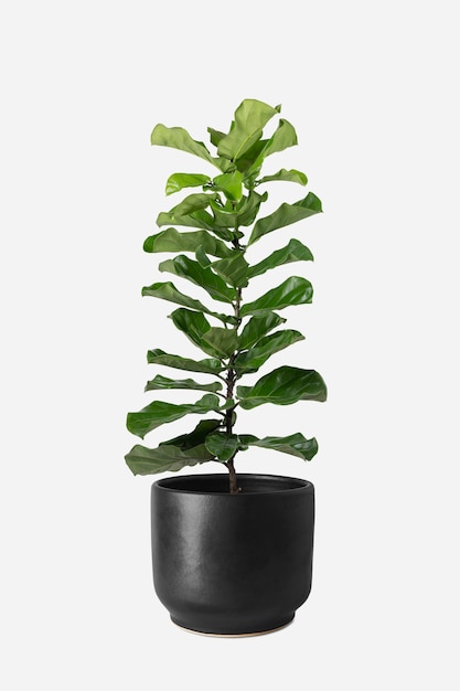 Free photo fiddle leaf fig plant in a pot