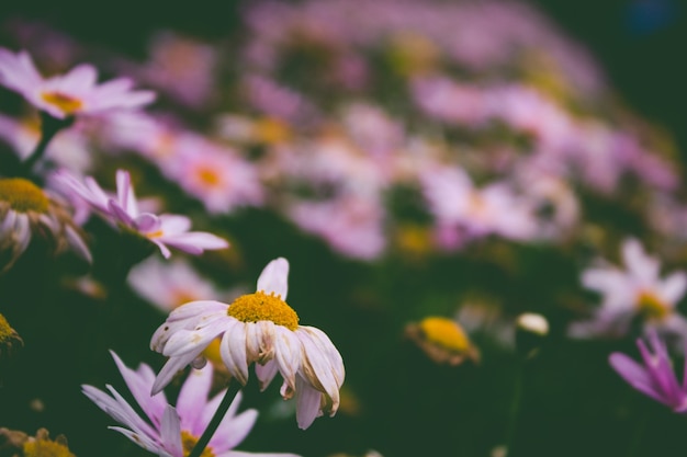 Free photo field of purple flowers