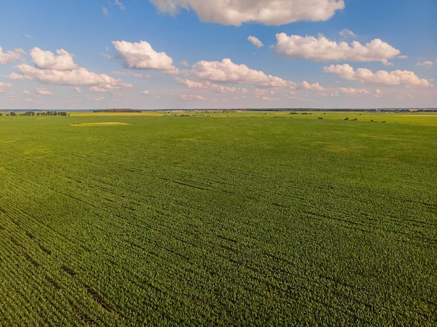 Free photo field of sunflowers aerial view of agricultural fields flowering oilseed