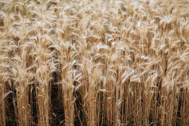 Free photo field of wheat farm