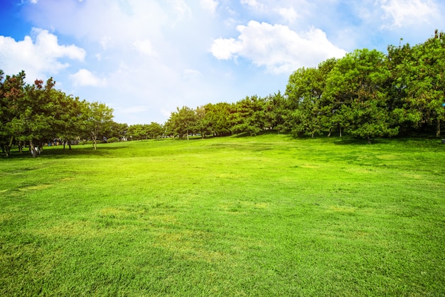 Free photo field with grass and clouds