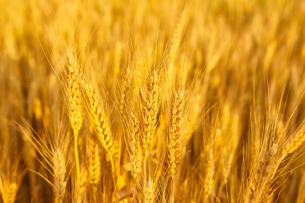 Field with spikelets close up background with wheat spikelets