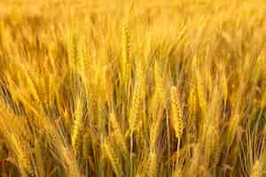 Free photo field with spikelets close up background with wheat spikelets