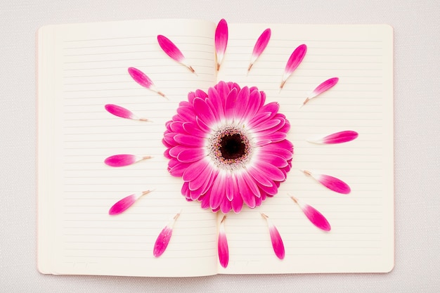 Foto gratuita piatto disteso margherita rosa su notebook