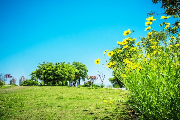 Free photo flower in the park