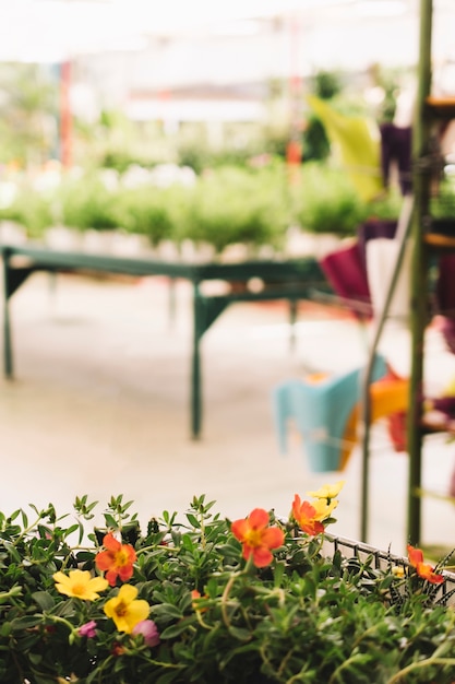 Free photo flowers in greenhouse