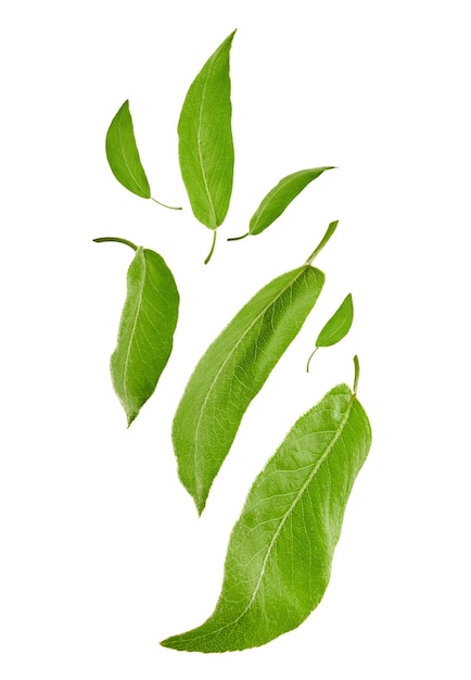 Free photo flying fresh green leaves of plum tree or tea, isolated on white background. leafage levitation concept. botanical pattern, collage. close up, copy space