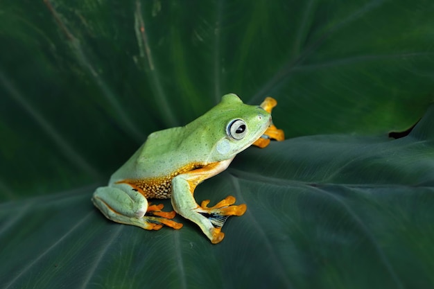 Free photo flying frog closeup face on green leaves