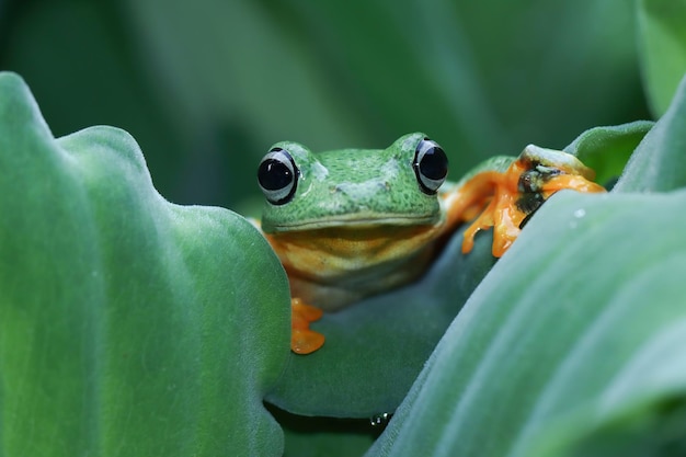 Free photo flying frog sitting on branch beautiful tree frog on branch rachophorus reinwardtii javan tree frog